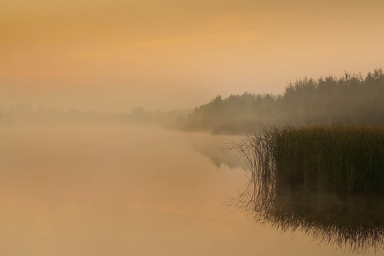 Fotografia przyrodnicza turek