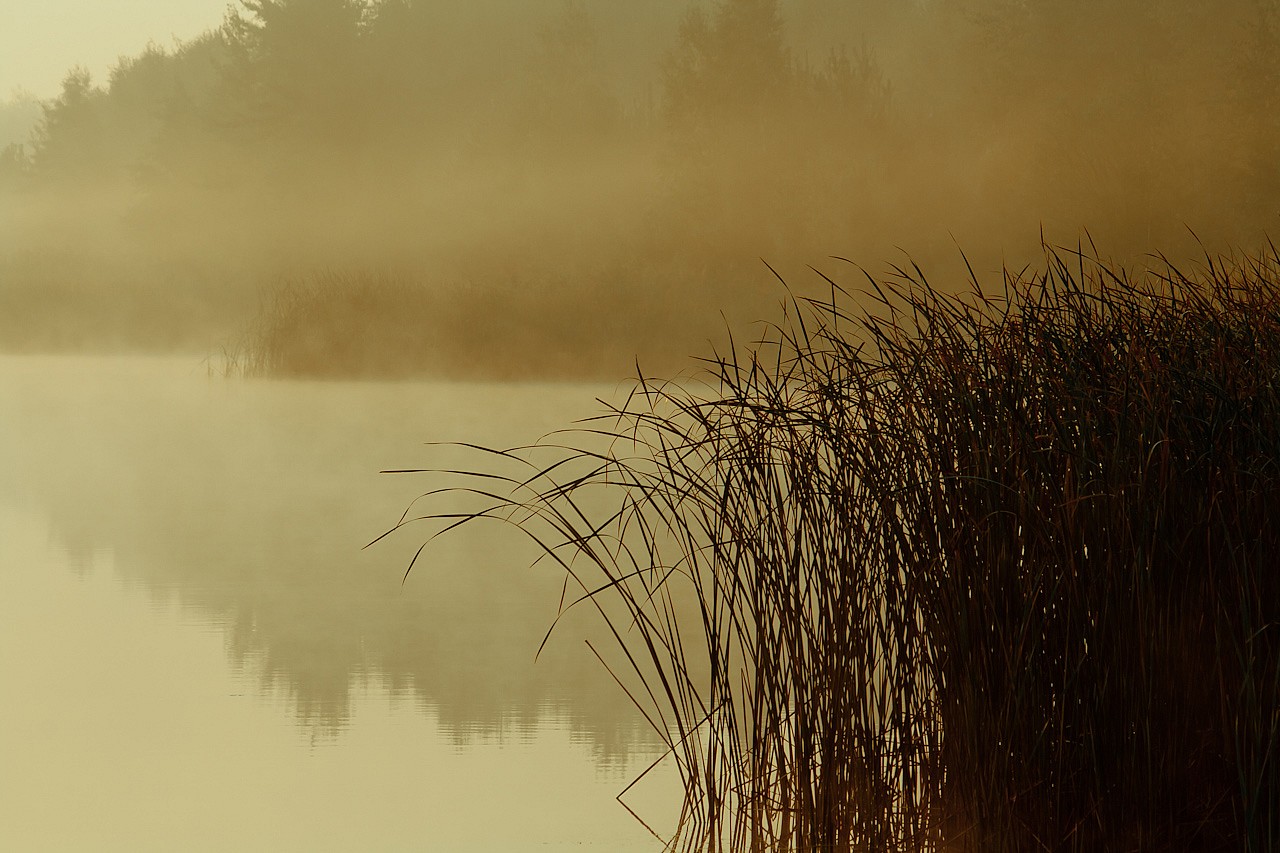 Fotografia przyrodnicza turek