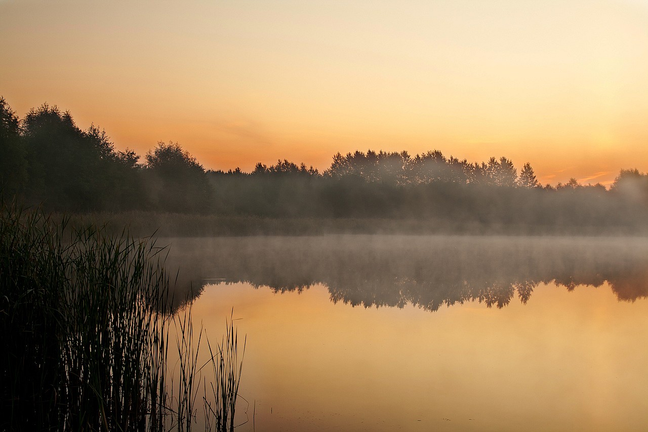 Fotografia przyrodnicza turek