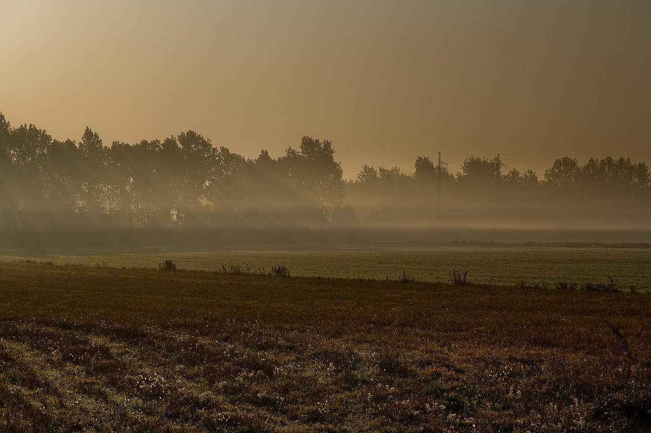 Fotografia przyrodnicza turek